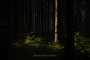 Geistiges Eigentum Thomas Muth