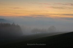 Geistiges Eigentum Thomas Muth
