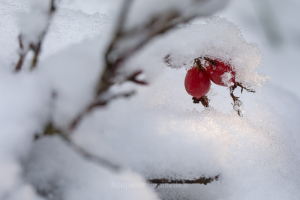 Geistiges Eigentum Gerhard Schenk