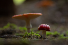 Geistiges Eigentum Thomas Muth