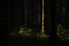 Geistiges Eigentum Thomas Muth