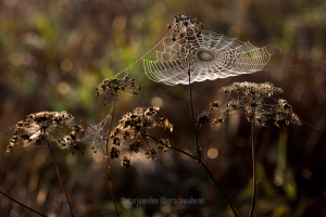 Geistiges Eigentum Peter Ernszt