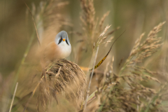 Geistiges Eigentum Peter Ernszt