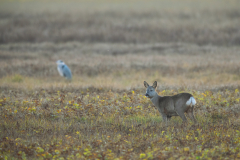 Geistiges Eigentum Thomas Muth