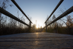 Geistiges Eigentum Thomas Muth