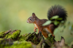 Geistiges Eigentum Thomas Muth