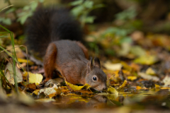 Geistiges Eigentum Thomas Muth