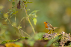 Geistiges Eigentum Thomas Muth