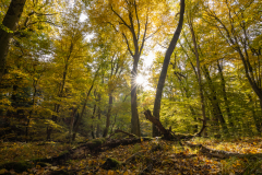 Geistiges Eigentum Thomas Muth