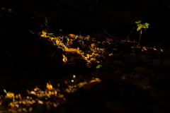 Geistiges Eigentum Thomas Muth