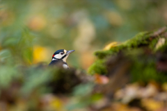 Geistiges Eigentum Thomas Muth