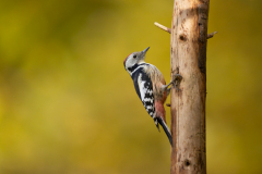 Geistiges Eigentum Thomas Muth