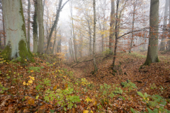 Geistiges Eigentum Thomas Muth