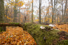 Geistiges Eigentum Thomas Muth