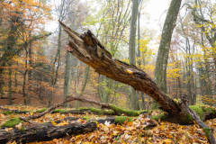 Geistiges Eigentum Thomas Muth