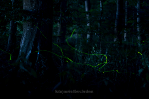 Geistiges Eigentum Thomas Muth