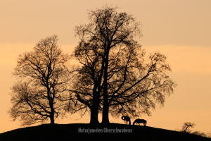 Geistiges Eigentum Ralf Müller