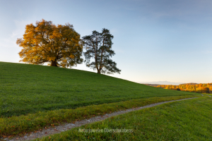 Geistiges Eigentum Thomas Muth