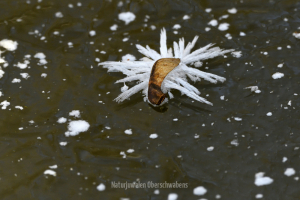 Geistiges Eigentum Werner Sauter