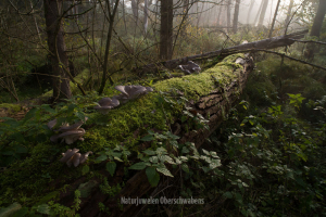Geistiges Eigentum Martin Weller