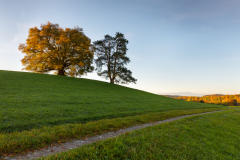 Geistiges Eigentum Thomas Muth