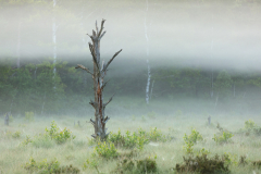 Geistiges Eigentum Thomas Muth