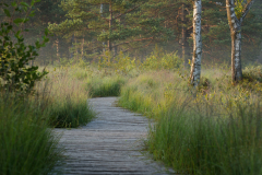 Geistiges Eigentum Thomas Muth