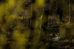 Geistiges Eigentum Thomas Muth