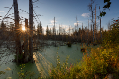 Geistiges Eigentum Thomas Muth