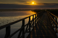 Geistiges Eigentum Thomas Muth