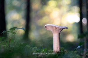 Geistiges Eigentum Kevin Hanselka