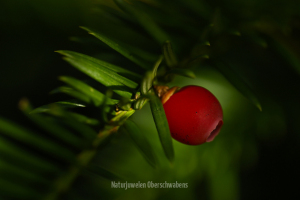 Geistiges Eigentum Werner Sauter