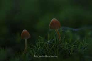 Geistiges Eigentum Werner Sauter