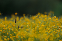 Geistiges Eigentum Thomas Muth