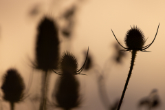 Geistiges Eigentum Thomas Muth