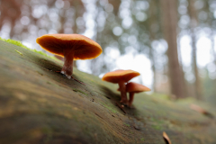 Geistiges Eigentum Thomas Muth