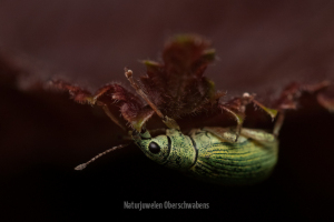 Geistiges Eigentum Kevin Hanselka