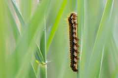 Geistiges Eigentum Thomas Muth