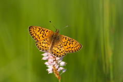 Geistiges Eigentum Thomas Muth