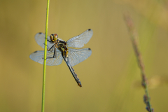 Geistiges Eigentum Thomas Muth