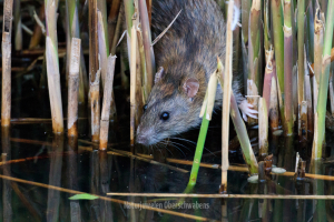 Geistiges Eigentum Ralf Müller