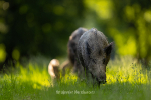 Geistiges Eigentum Thomas Muth