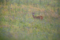 Geistiges Eigentum Thomas Muth