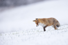 Geistiges Eigentum Thomas Muth