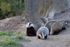 Geistiges Eigentum Thomas Muth