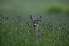 Geistiges Eigentum Thomas Muth