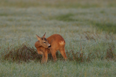Geistiges Eigentum Thomas Muth
