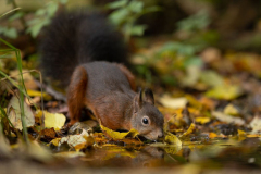 Geistiges Eigentum Thomas Muth