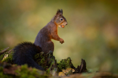 Geistiges Eigentum Thomas Muth