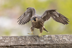 Geistiges Eigentum Thomas Muth